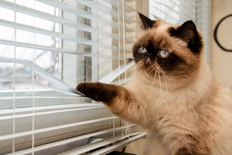 cleaning blinds