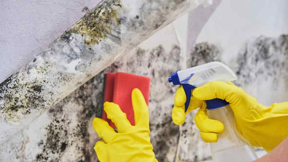 How to Clean Molds and Mildew | Clean My Space CT