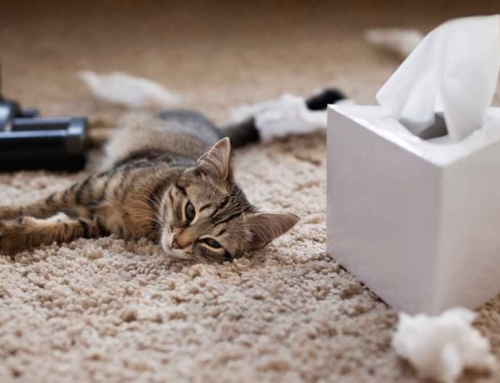 How To Get Rid of Cat Pee Smell
